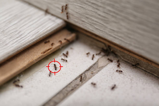 Best Commercial Pest Control Services  in Ladera Ranch, CA