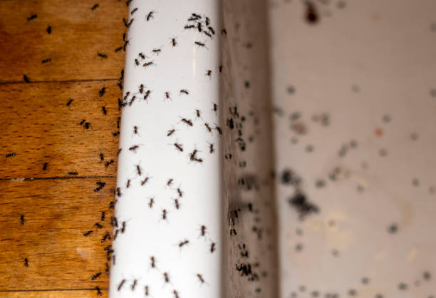 Best Pest Control for Restaurants  in Ladera Ranch, CA